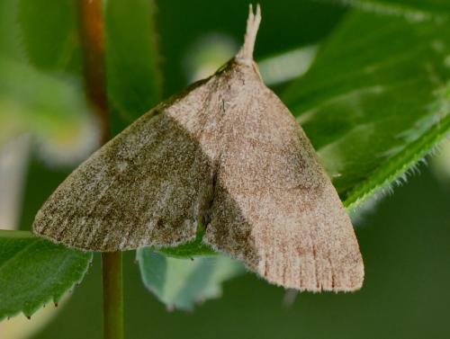 Pechipogo strigilata